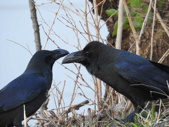 2022年2月27日(日) 芝川の野鳥観察記録