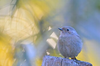 Daurian Redstart 坂田ヶ池総合公園 Sun, 2/27/2022