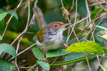 Common Tailorbird Pasir Ris Park (Singapore) Sun, 2/27/2022