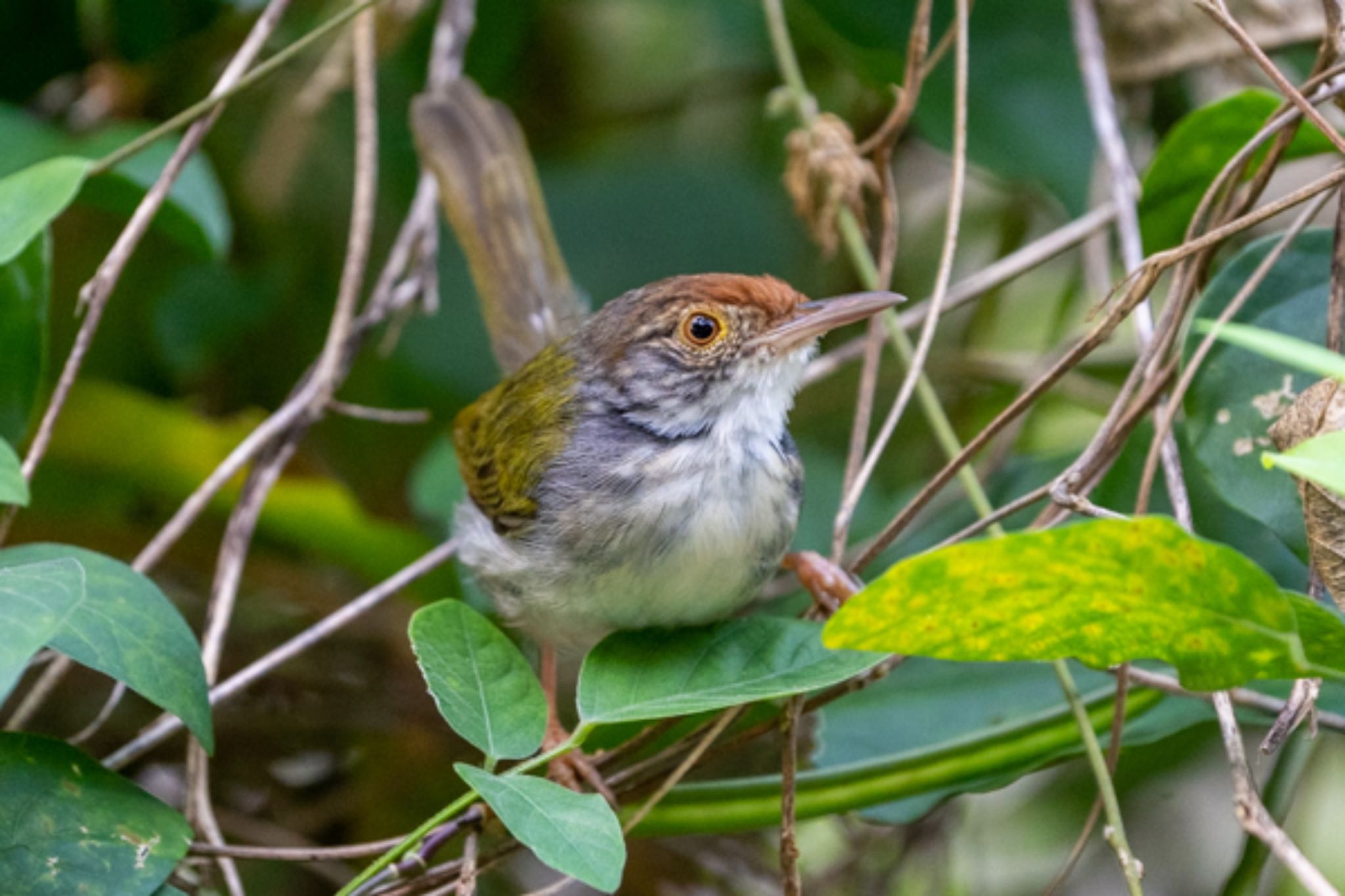 Photo of Common Tailorbird at Pasir Ris Park (Singapore) by T K