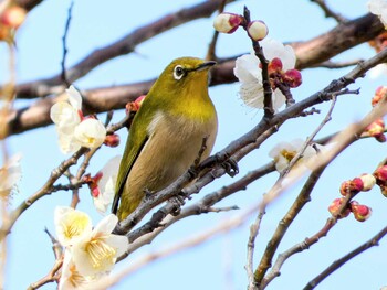 2022年2月27日(日) 竹山池の野鳥観察記録