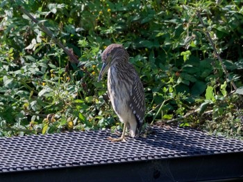 Black-crowned Night Heron 京都府木津川市 Tue, 10/3/2017