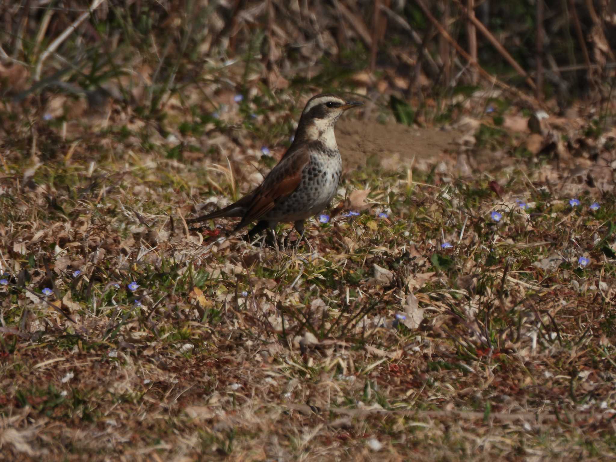 秋ヶ瀬公園 ツグミの写真 by piyock