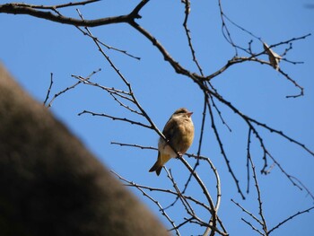 2022年2月27日(日) 秋ヶ瀬公園の野鳥観察記録