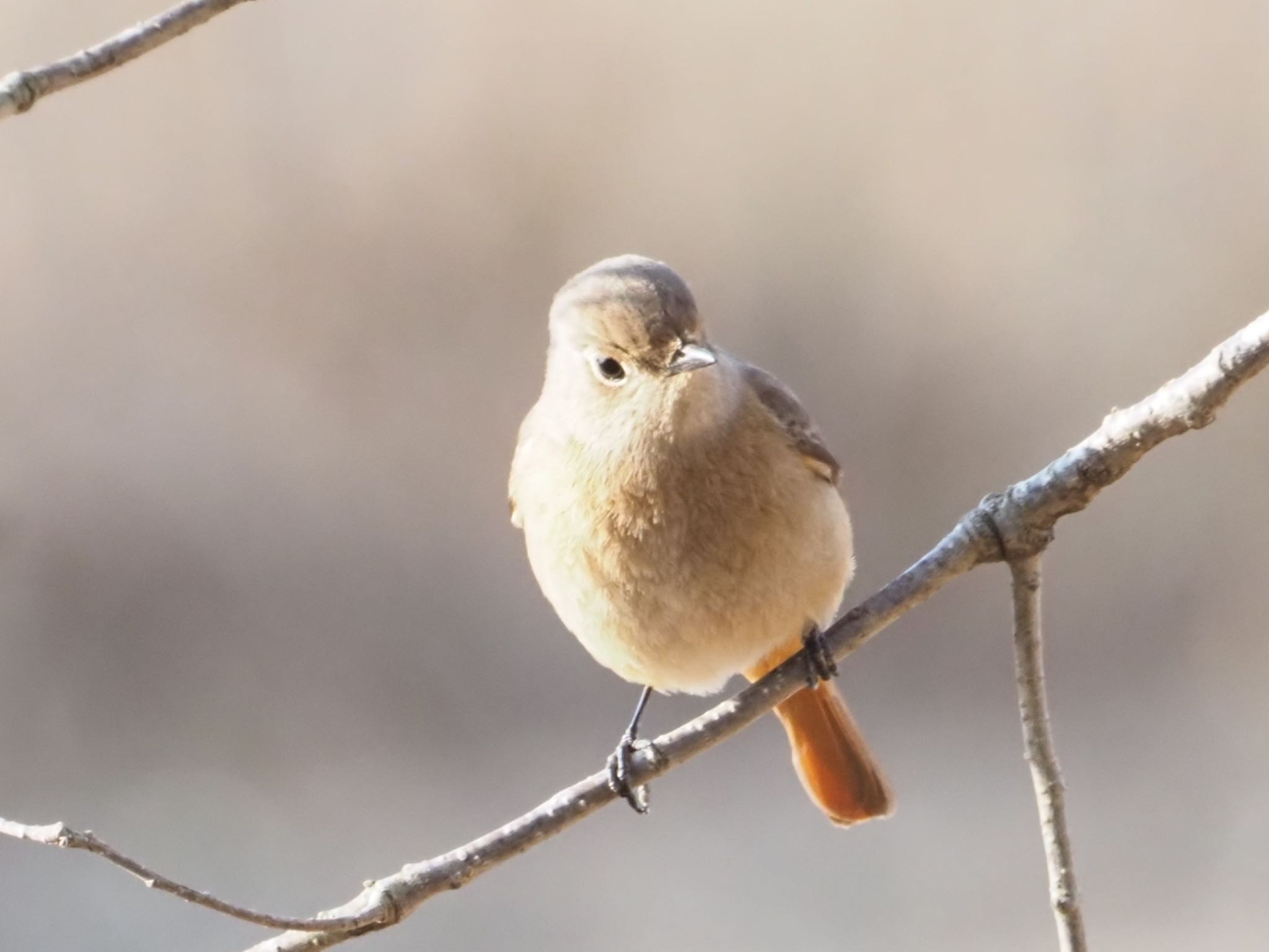 Photo of Daurian Redstart at 稲美町加古大池 by まさ