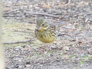 Olive-backed Pipit 稲美町加古大池 Sun, 2/27/2022