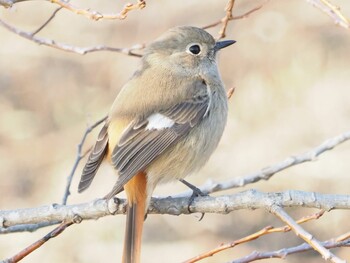 Daurian Redstart 稲美町加古大池 Sun, 2/27/2022