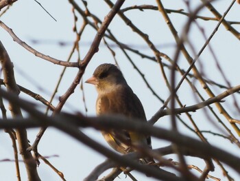 Grey-capped Greenfinch 稲美町加古大池 Sun, 2/27/2022