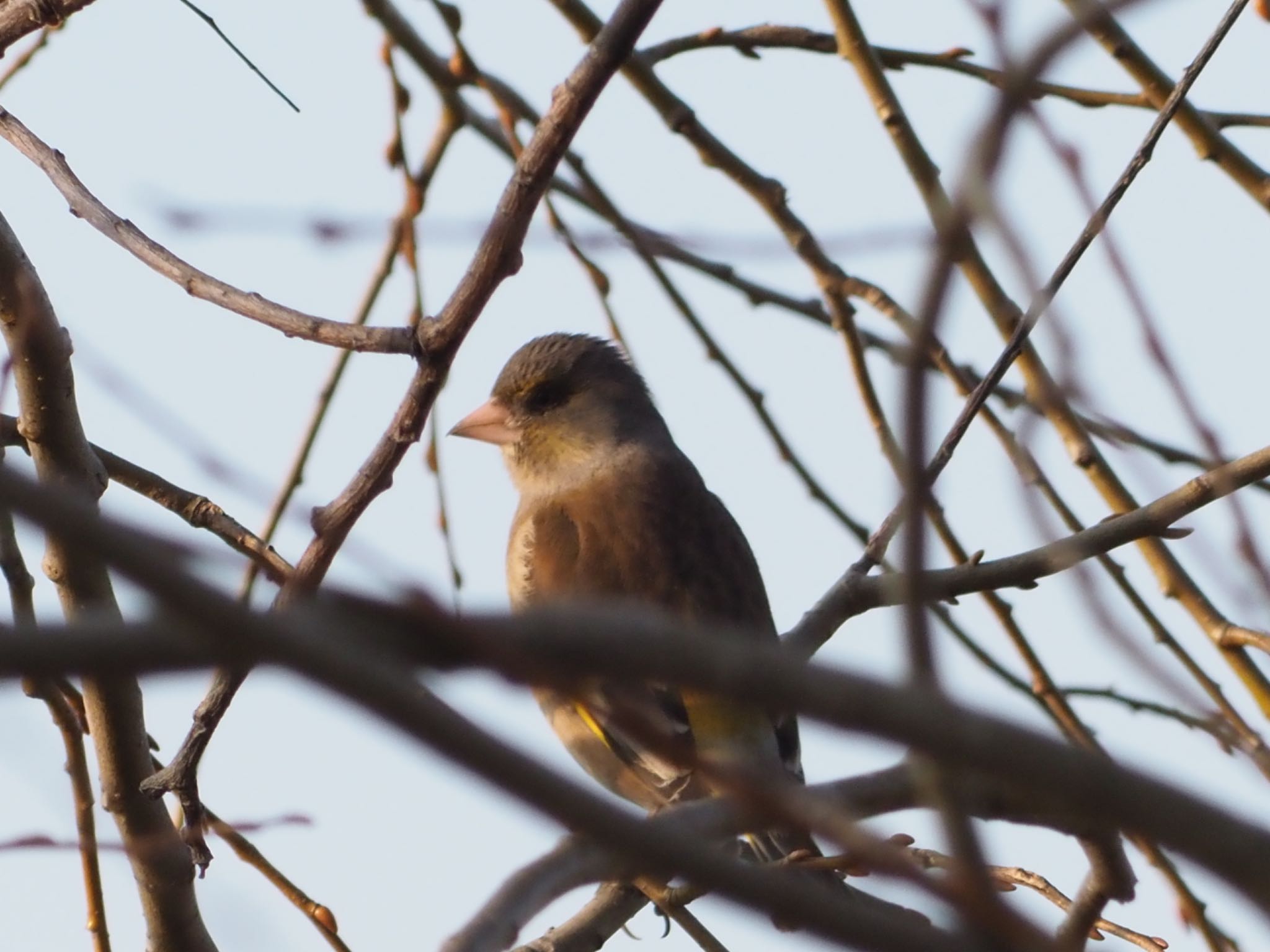 Photo of Grey-capped Greenfinch at 稲美町加古大池 by まさ