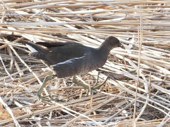 Brown-cheeked Rail 稲美町加古大池 Sun, 2/27/2022