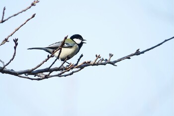 Japanese Tit 名島神社 Sun, 2/27/2022