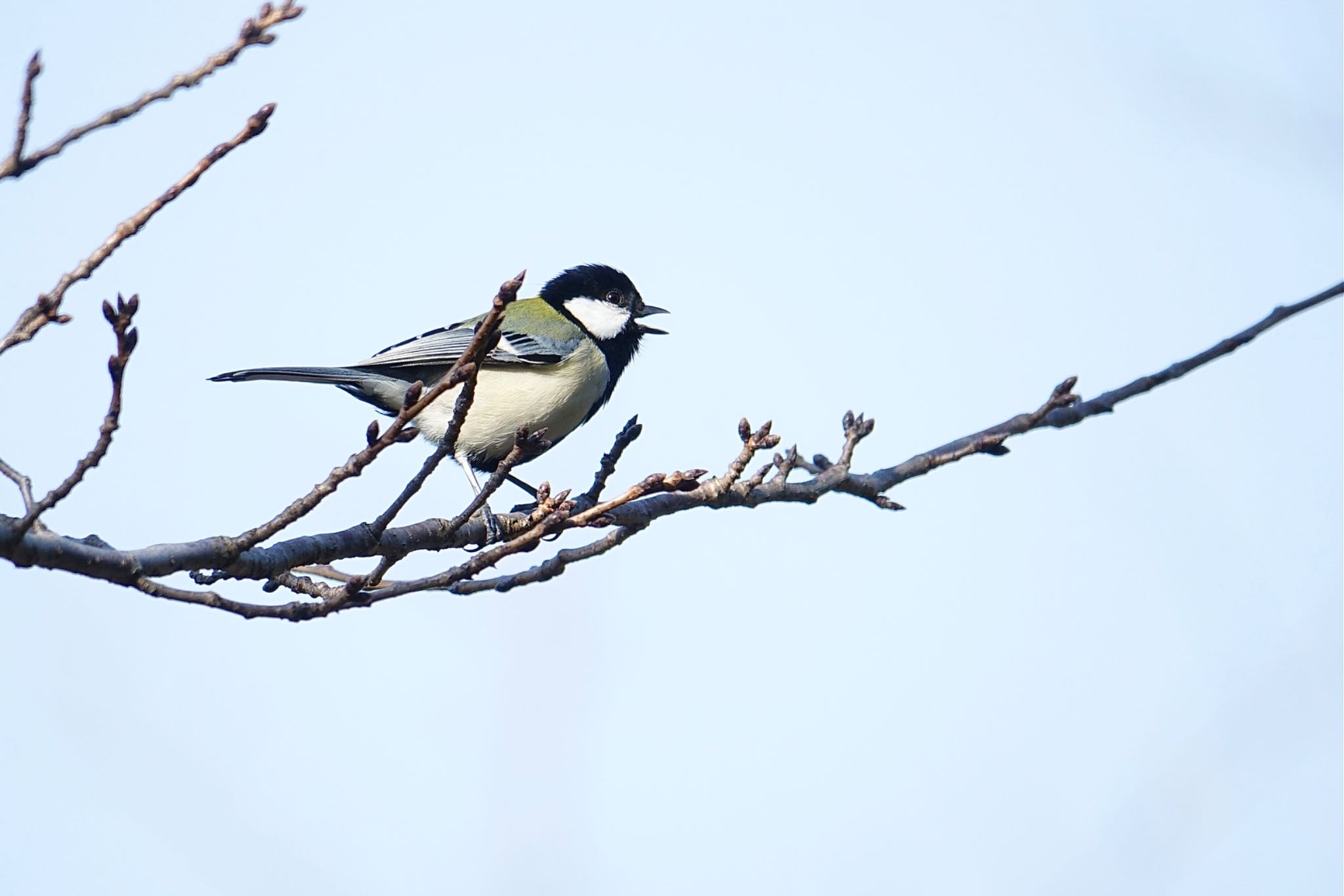 Photo of Japanese Tit at 名島神社 by O S