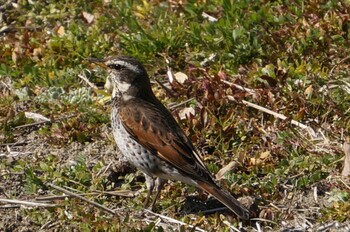 2022年2月26日(土) 都立長沼公園の野鳥観察記録