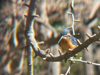 2022年2月24日(木) 日比谷公園の野鳥観察記録