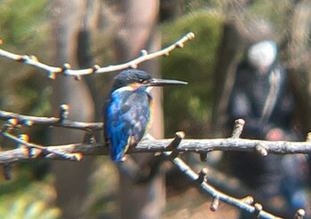 カワセミ 日比谷公園 2022年2月21日(月)