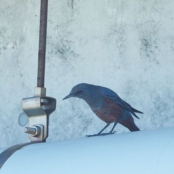 Blue Rock Thrush Unknown Spots Sun, 10/1/2017