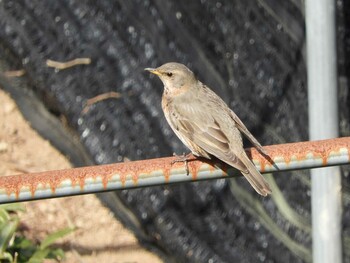 Sun, 2/27/2022 Birding report at 京都府