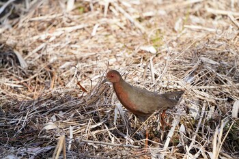 2022年2月27日(日) 舞岡公園の野鳥観察記録