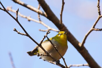 Warbling White-eye 阪南市 阪南市立スポーツ施設桑畑総合グラウンド・テニスコート Sun, 2/27/2022