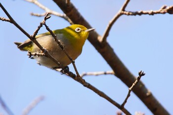 Warbling White-eye 阪南市 阪南市立スポーツ施設桑畑総合グラウンド・テニスコート Sun, 2/27/2022