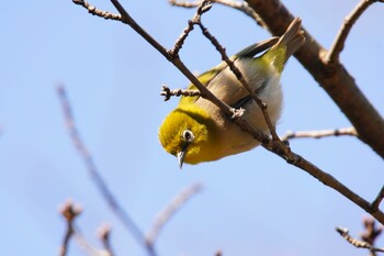 Warbling White-eye 阪南市 阪南市立スポーツ施設桑畑総合グラウンド・テニスコート Sun, 2/27/2022