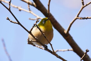 Warbling White-eye 阪南市 阪南市立スポーツ施設桑畑総合グラウンド・テニスコート Sun, 2/27/2022