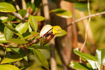 Warbling White-eye 阪南市 阪南市立スポーツ施設桑畑総合グラウンド・テニスコート Sun, 2/27/2022