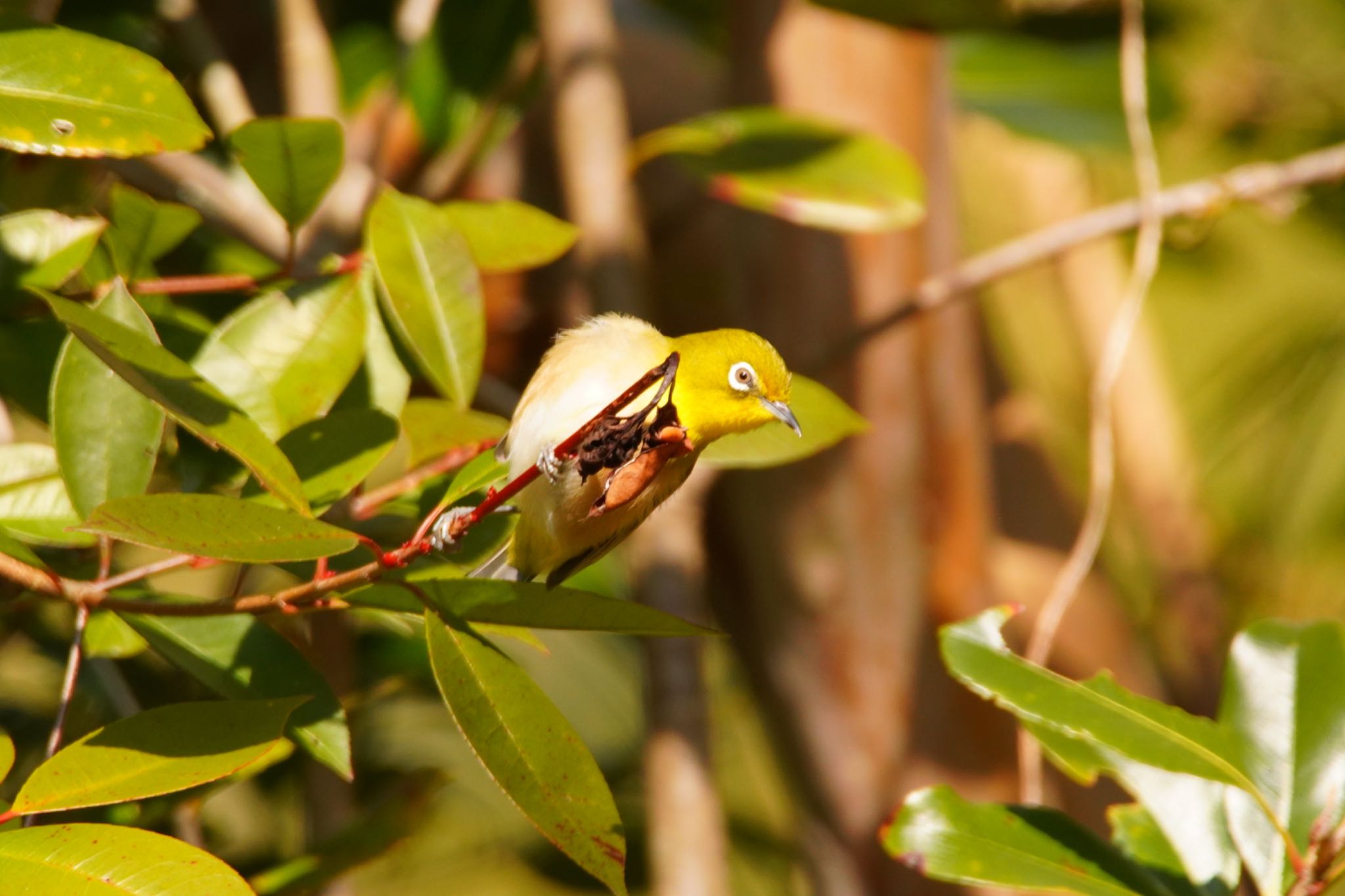 Photo of Warbling White-eye at 阪南市 阪南市立スポーツ施設桑畑総合グラウンド・テニスコート by 杏仁豆腐