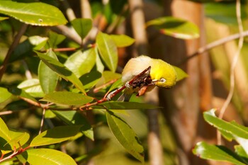 Warbling White-eye 阪南市 阪南市立スポーツ施設桑畑総合グラウンド・テニスコート Sun, 2/27/2022