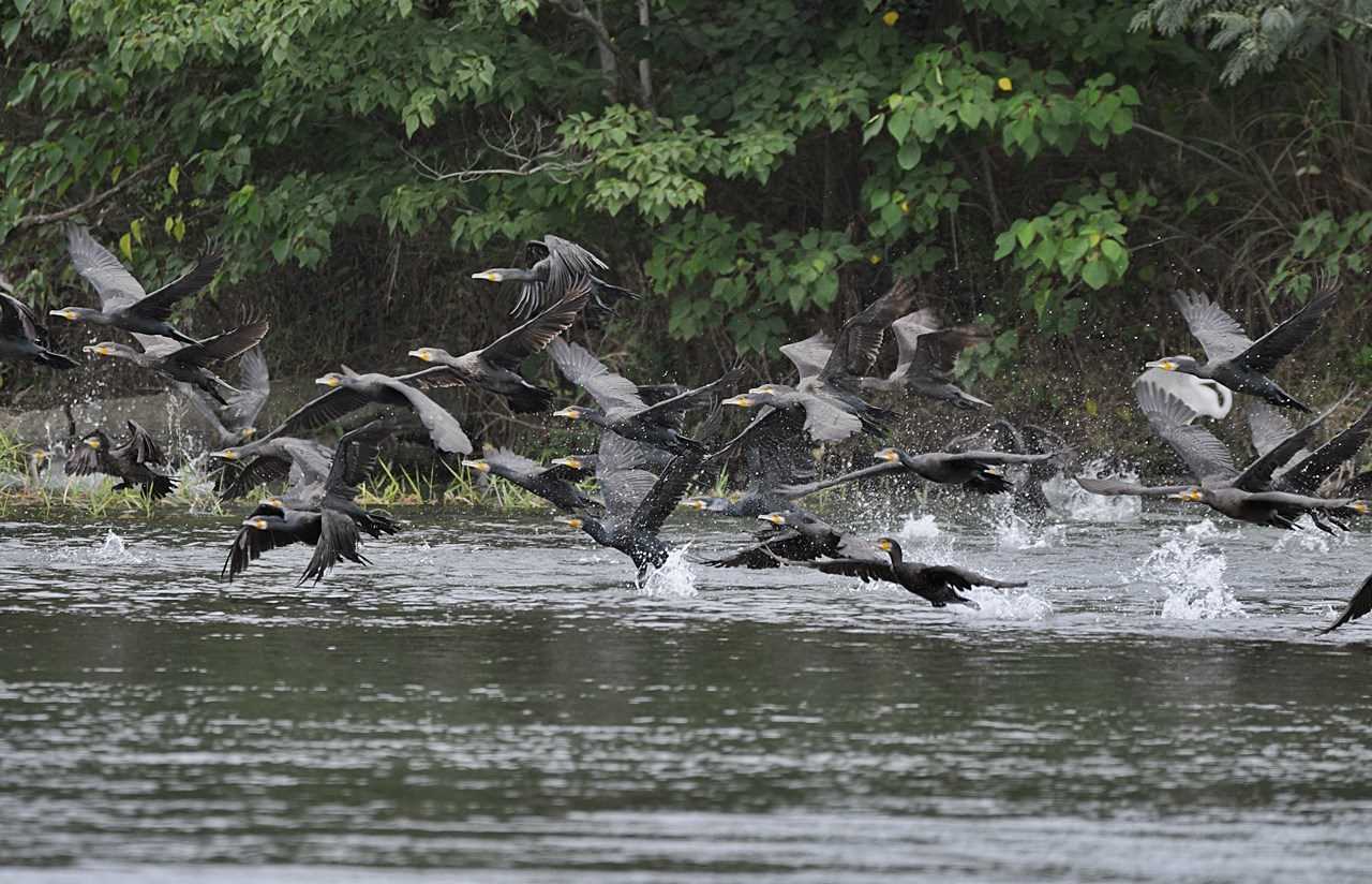 Photo of Great Cormorant at  by くまのみ