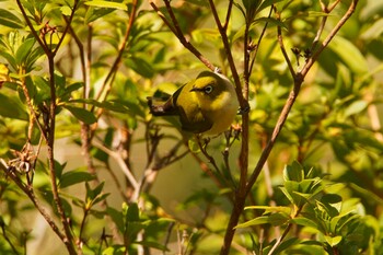 Warbling White-eye 阪南市 阪南市立スポーツ施設桑畑総合グラウンド・テニスコート Sun, 2/27/2022