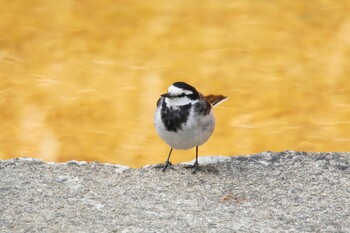 White Wagtail 阪南市 阪南市立スポーツ施設桑畑総合グラウンド・テニスコート Sun, 2/27/2022