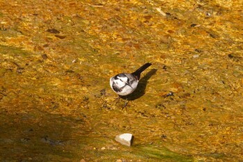 White Wagtail 阪南市 阪南市立スポーツ施設桑畑総合グラウンド・テニスコート Sun, 2/27/2022