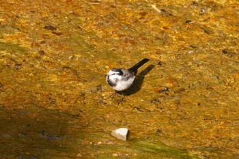 White Wagtail 阪南市 阪南市立スポーツ施設桑畑総合グラウンド・テニスコート Sun, 2/27/2022