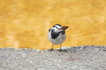 White Wagtail 阪南市 阪南市立スポーツ施設桑畑総合グラウンド・テニスコート Sun, 2/27/2022