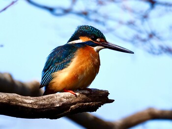 カワセミ 京都府立植物園 2022年2月25日(金)