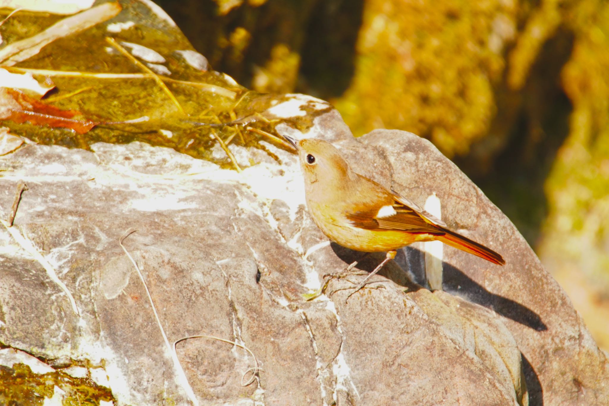 Photo of Daurian Redstart at 阪南市 阪南市立スポーツ施設桑畑総合グラウンド・テニスコート by 杏仁豆腐