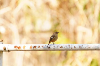 Daurian Redstart 阪南市 阪南市立スポーツ施設桑畑総合グラウンド・テニスコート Sun, 2/27/2022