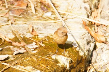 Daurian Redstart 阪南市 阪南市立スポーツ施設桑畑総合グラウンド・テニスコート Sun, 2/27/2022