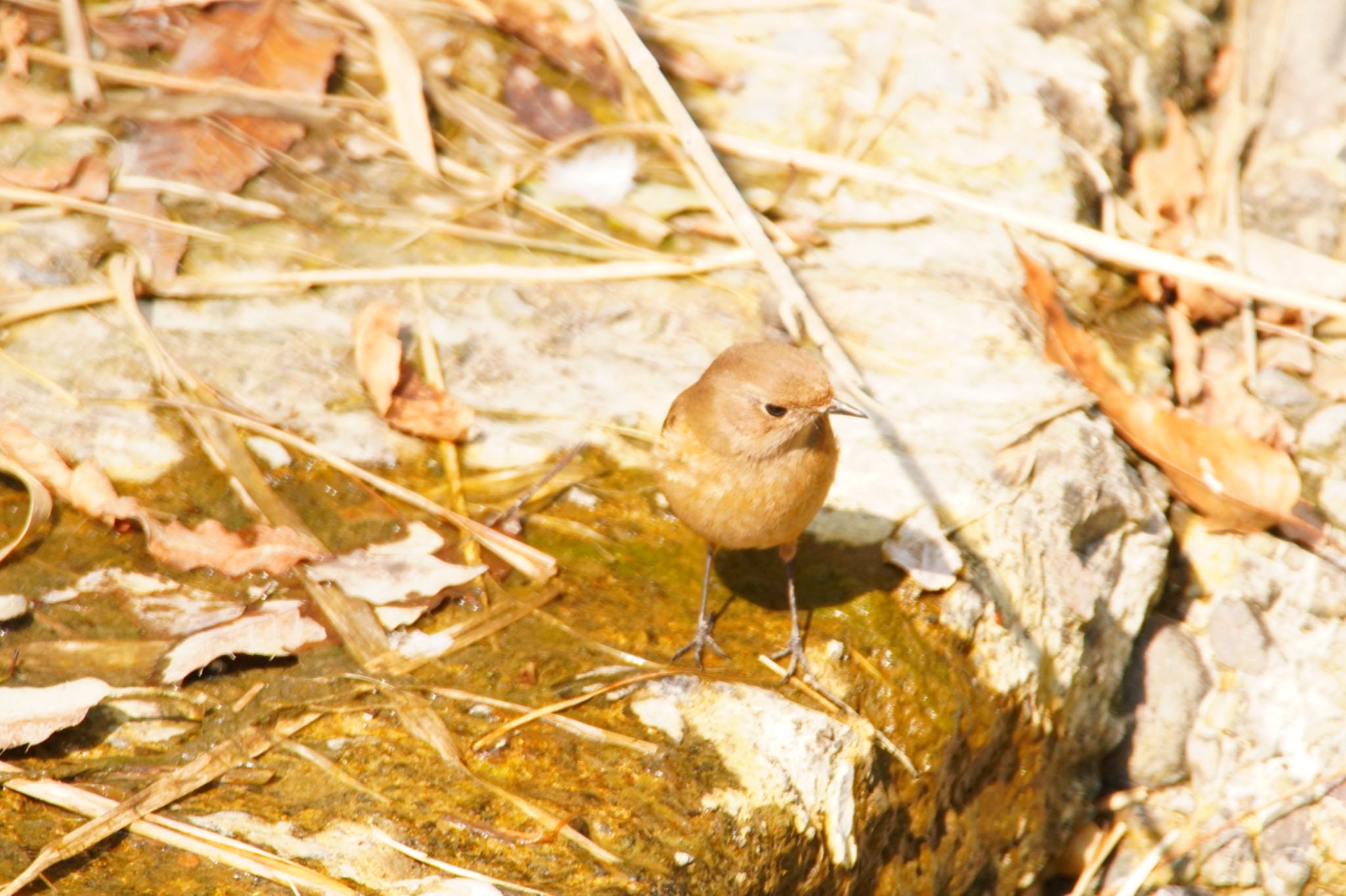 Photo of Daurian Redstart at 阪南市 阪南市立スポーツ施設桑畑総合グラウンド・テニスコート by 杏仁豆腐