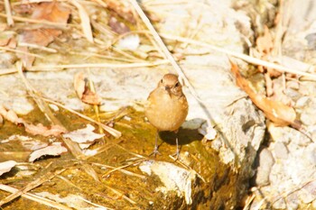 Daurian Redstart 阪南市 阪南市立スポーツ施設桑畑総合グラウンド・テニスコート Sun, 2/27/2022