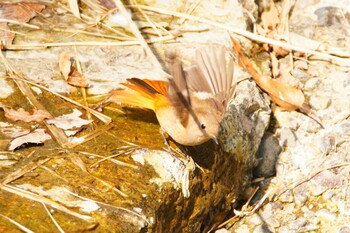 Daurian Redstart 阪南市 阪南市立スポーツ施設桑畑総合グラウンド・テニスコート Sun, 2/27/2022