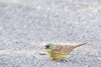 Masked Bunting 阪南市 阪南市立スポーツ施設桑畑総合グラウンド・テニスコート Sun, 2/27/2022