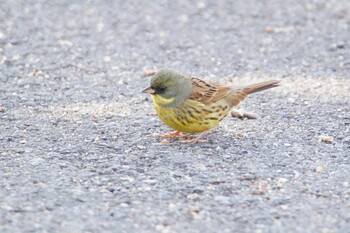 Masked Bunting 阪南市 阪南市立スポーツ施設桑畑総合グラウンド・テニスコート Sun, 2/27/2022