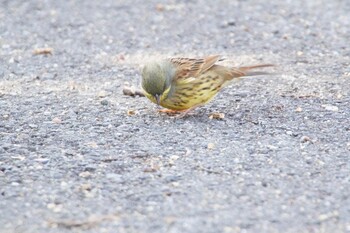 Masked Bunting 阪南市 阪南市立スポーツ施設桑畑総合グラウンド・テニスコート Sun, 2/27/2022