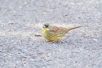 Masked Bunting 阪南市 阪南市立スポーツ施設桑畑総合グラウンド・テニスコート Sun, 2/27/2022