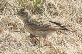 Eurasian Skylark 知多市柳花2丁目 Sun, 2/27/2022