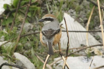 Bull-headed Shrike 知多市柳花2丁目 Sun, 2/27/2022