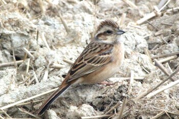 Meadow Bunting 知多市柳花2丁目 Sun, 2/27/2022