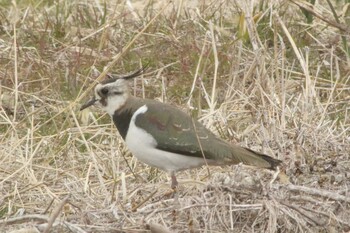 Northern Lapwing 知多市柳花2丁目 Sun, 2/27/2022